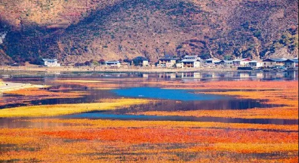 香格里拉的眼泪——纳帕海依拉草原