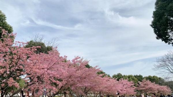 今天开幕！上海警方：大客流已是必然！“霸树”式拍照真的管不好？最大难点在于……