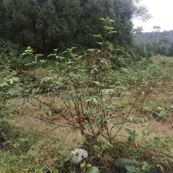 用青花椒走出的致富路 工行精准助力巴中宝塔村脱贫攻坚