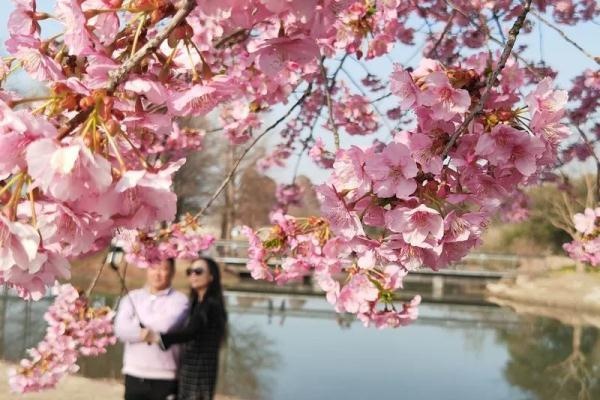 今天开幕！上海警方：大客流已是必然！“霸树”式拍照真的管不好？最大难点在于……