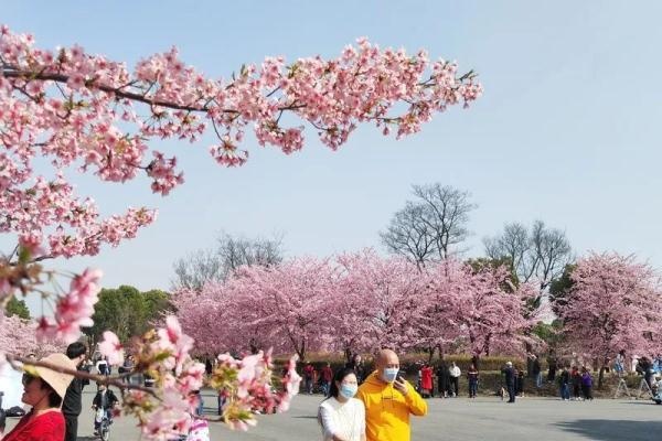 今天开幕！上海警方：大客流已是必然！“霸树”式拍照真的管不好？最大难点在于……