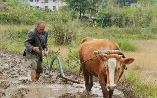 雷人！经济学家王福重：农民的辛苦，其实是真正的懒惰